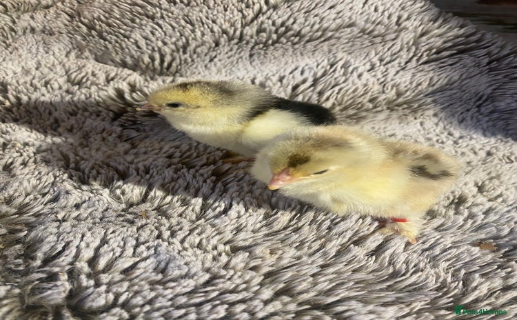Chickens poultry - Advert 1