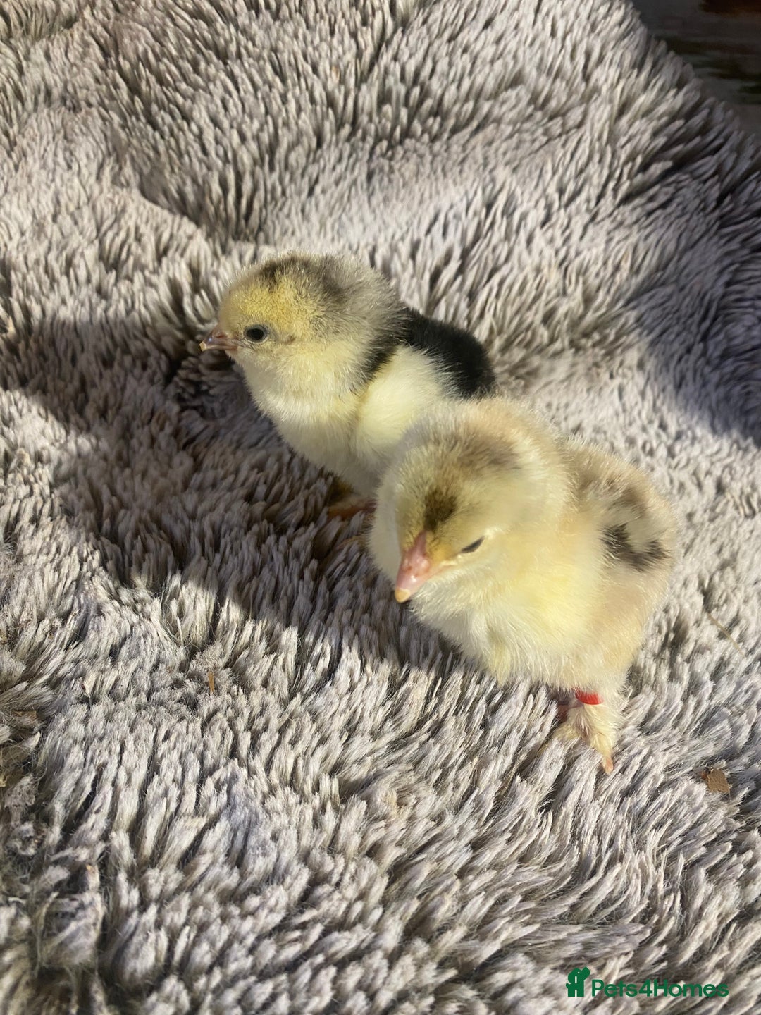 Chickens poultry for sale: Various breeds 2-4 week old chicks - Image 1