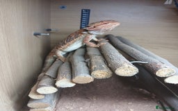 Bearded Dragon reptiles for sale: Bearded Dragon and set up - Image 2