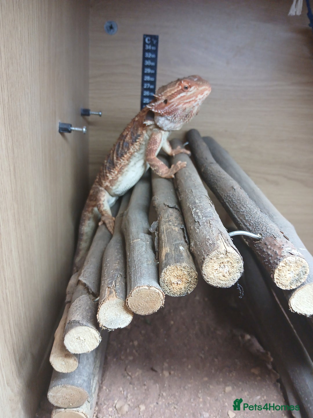 Bearded Dragon reptiles for sale: Bearded Dragon and set up - Image 2