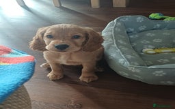 Cocker Spaniel dogs for sale: *Ready now*Stunning working cocker spaniel puppies - Image 17