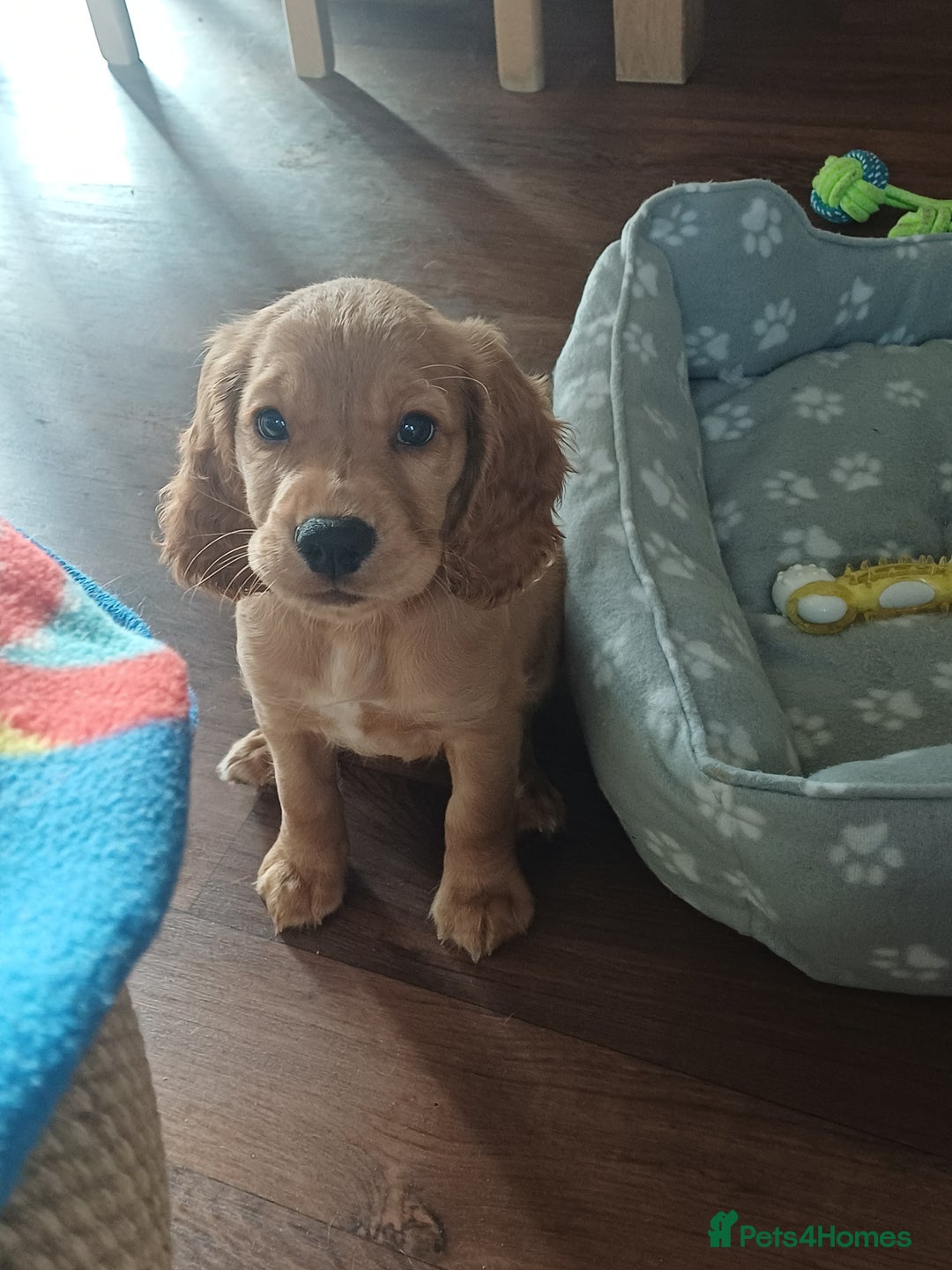 Cocker Spaniel dogs for sale: *Ready now*Stunning working cocker spaniel puppies - Image 17