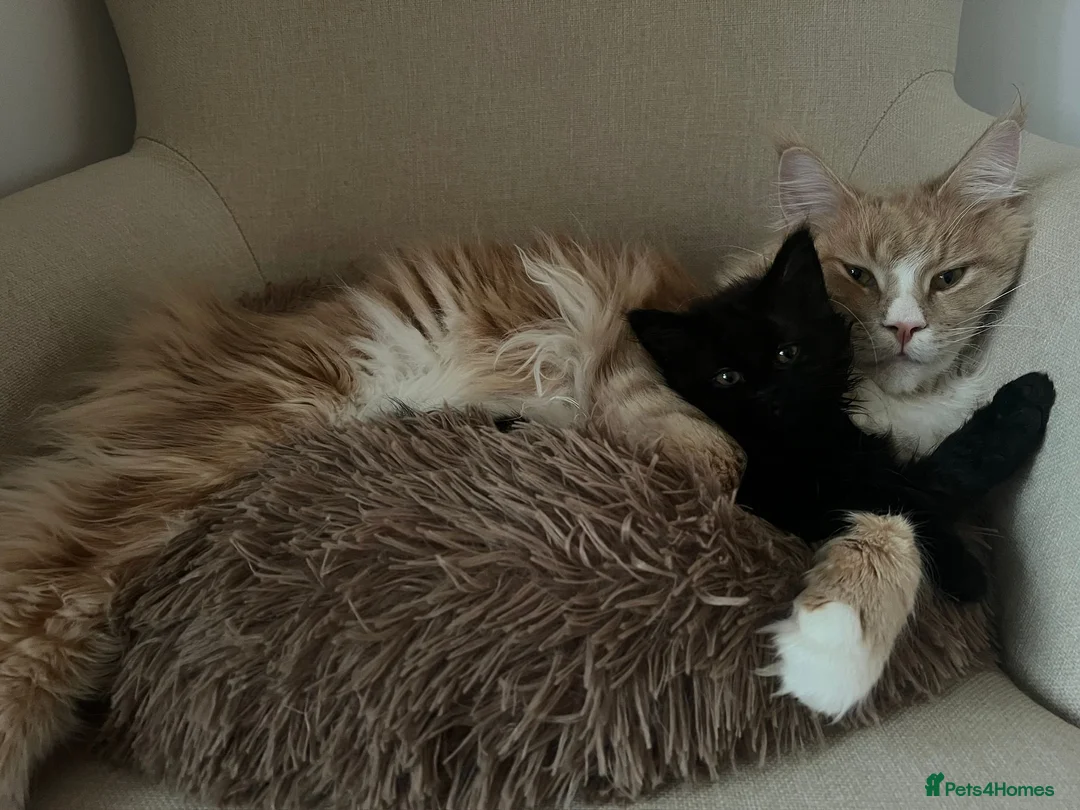Maine Coon cats for sale: Maine Coon & Ragamuffin for sale - Advert 6