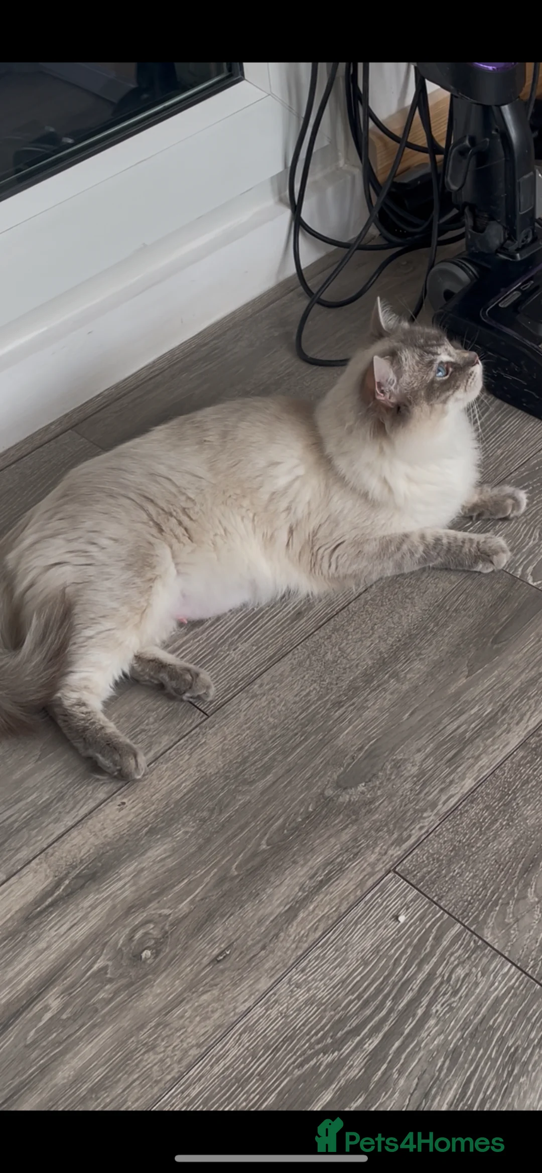 Ragdoll cats for sale: 2 GCCF ACTIVE RAGDOLL FEMALES 18 months, 1 MALE  - Advert 1