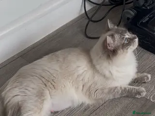 Ragdoll cats 2 GCCF ACTIVE RAGDOLL FEMALES 18 months, 1 MALE - Advert 1