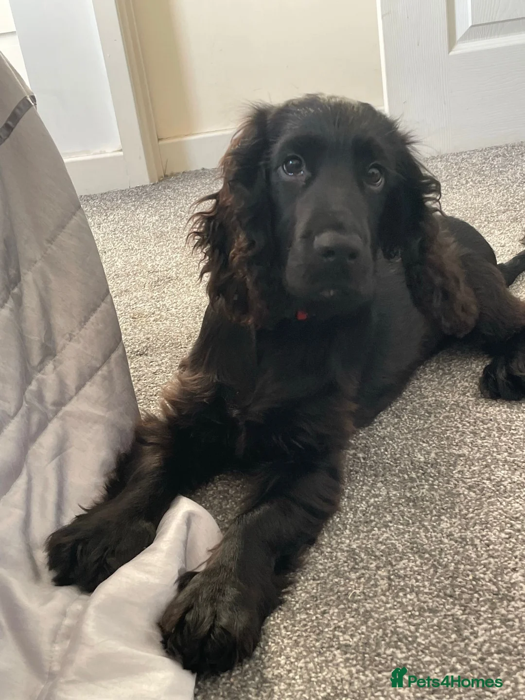 Cocker Spaniel dogs for sale: Meet Sir Archibald - Advert 2