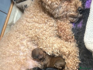 Poochon dogs for sale: Beautiful Poochon Pups Home Bred second litter - Advert 1