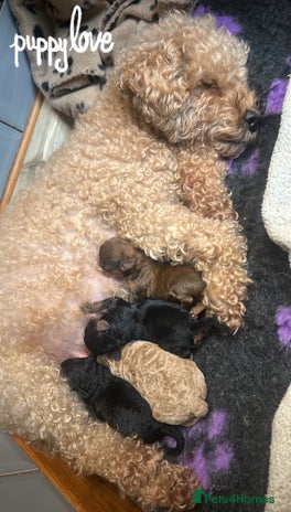 Poochon dogs Beautiful Poochon Pups Home Bred second litter - Advert 1