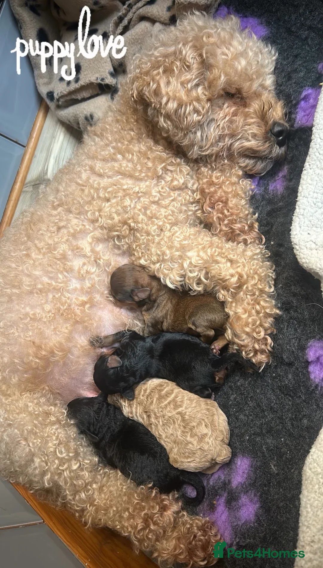 Poochon dogs for sale: Beautiful Poochon Pups Home Bred second litter - Advert 1