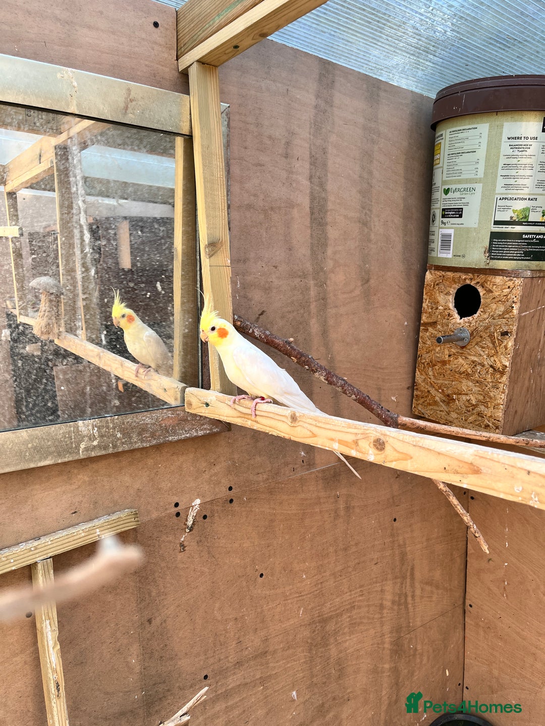 Mixed Breed birds for sale: Budgies, Cockatiels and Indian Ringnecks - Image 6