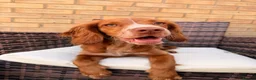 Cocker Spaniel dogs for sale: Lainey  - Advert 2