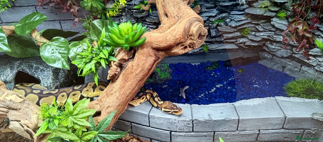 Python Snake reptiles for sale: 2 beautiful royal pythons  - Image 4
