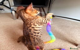 Savannah cats for sale: TICA Reg F3 Savannah Female Kitten ONE LEFT - Image 20