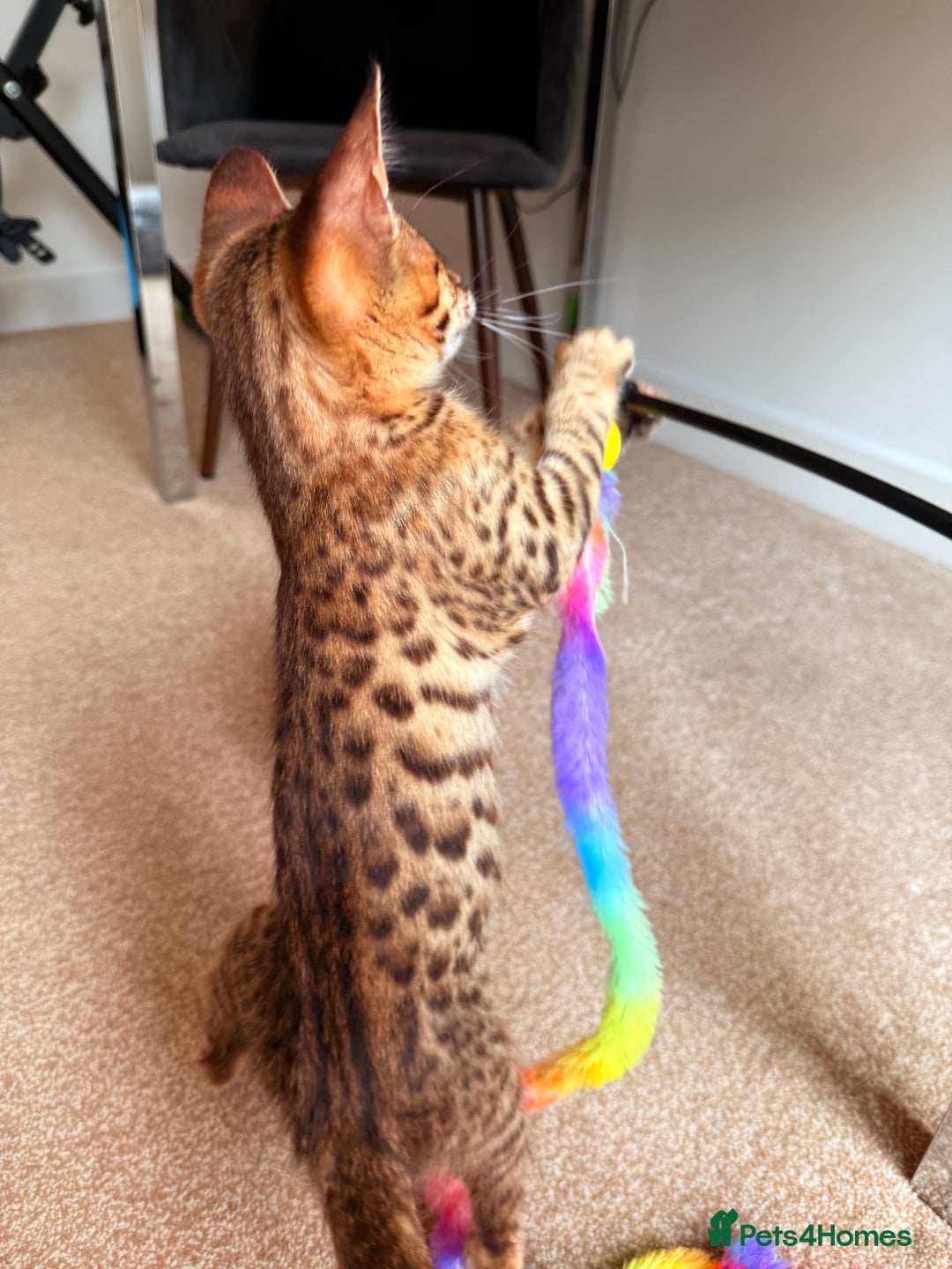 Savannah cats for sale: TICA Reg F3 Savannah Female Kitten ONE LEFT - Image 20