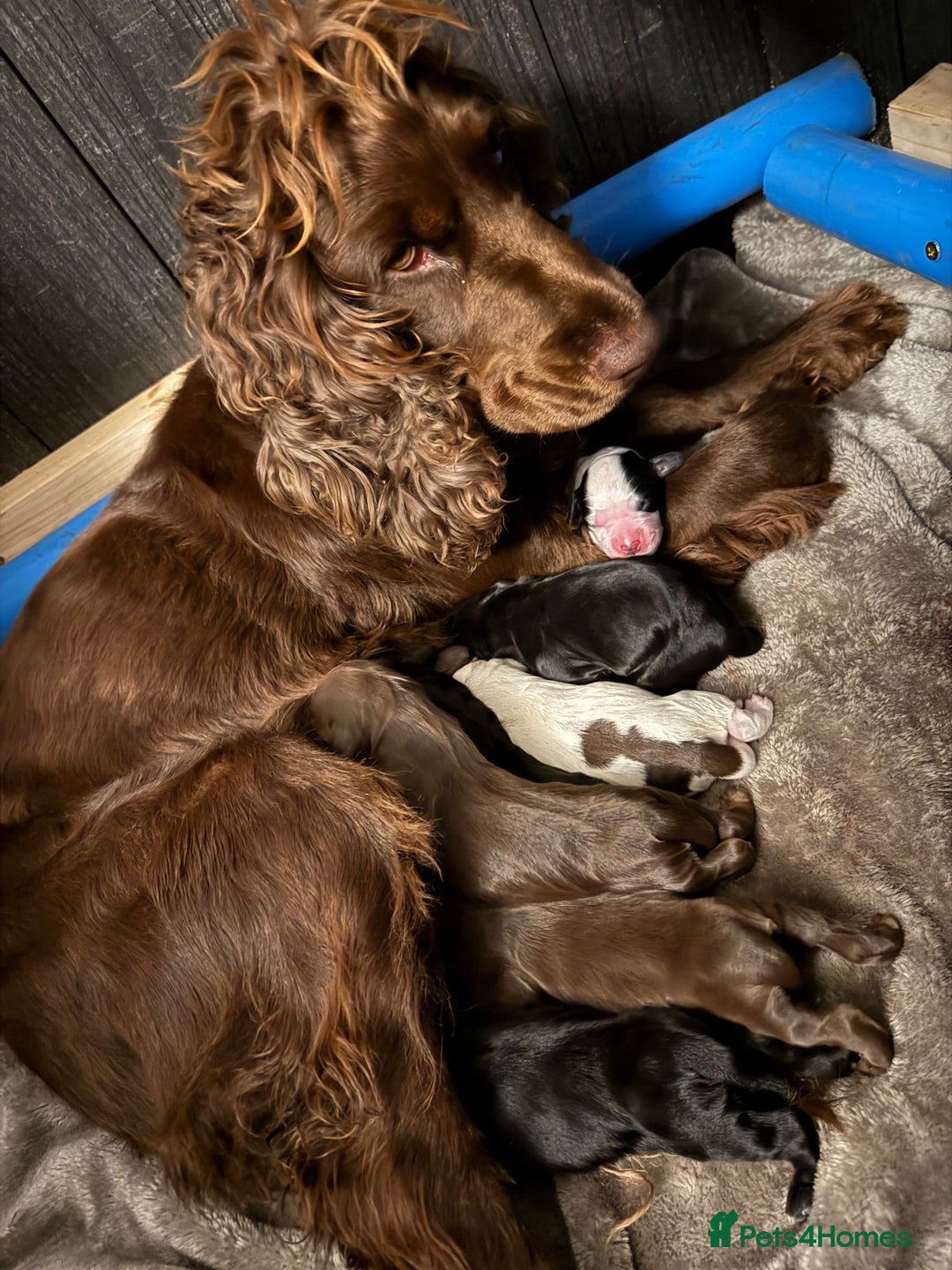 Cocker Spaniel dogs for sale: 7 cocker spaniel puppies for sale  - Advert 11