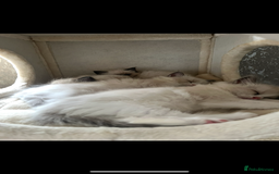 Ragdoll cats for sale: GCCF REGISTERED DNA TESTED PARENTS AND CLEAR  - Image 20