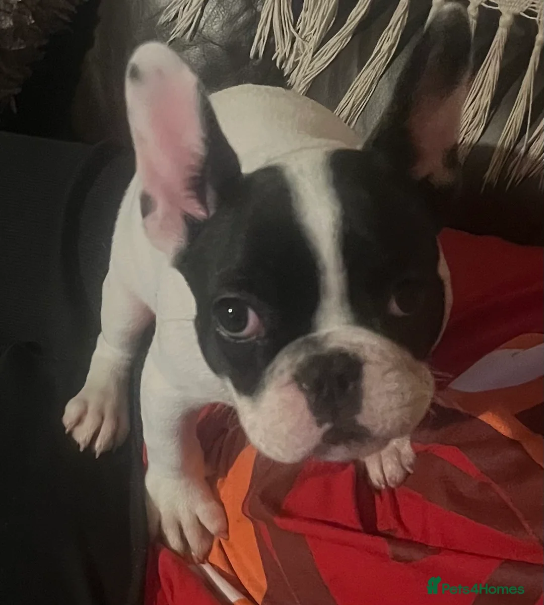 French Bulldog dogs for sale: Beautiful frenchie girl - Advert 5