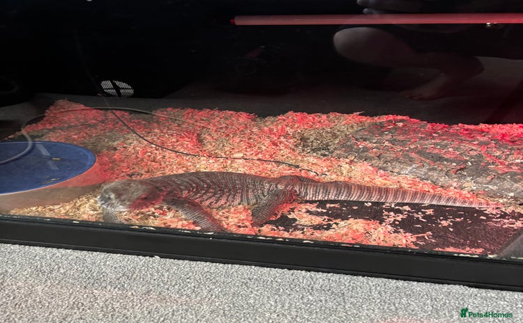 Monitor reptiles - Advert 4