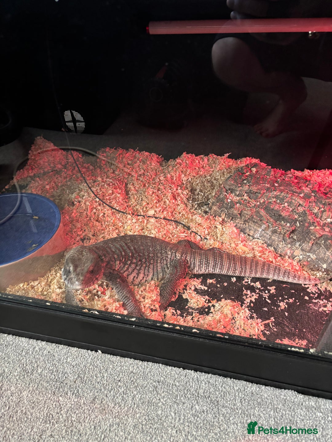 Monitor reptiles for sale: BOSC MONITOR LIZARD IN FULL SET UP - Image 1