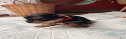 Yorkshire Terrier dogs for sale: Beautiful Yorkshire terrier puppies - Advert 11