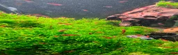 Shrimps fish for sale: Red Cherry Shrimp Good Quality x10 - Advert 3