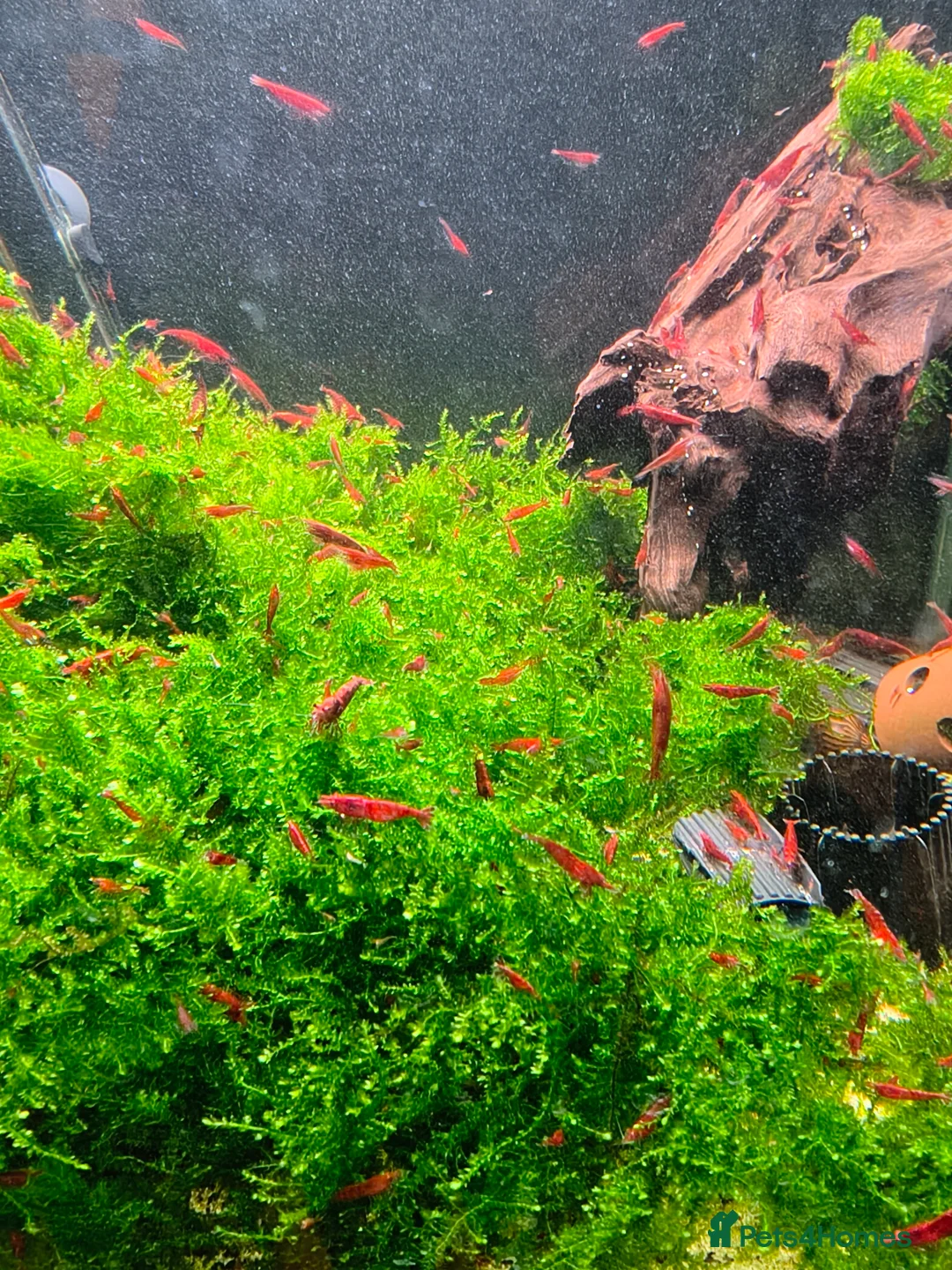 Shrimps fish for sale: X10 Red Cherry Shrimp Good Quality Grade - Advert 2