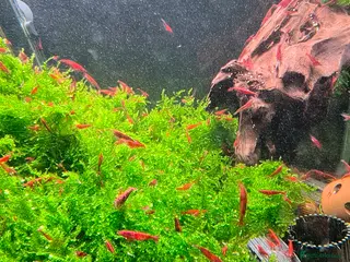 Shrimps fish Red Cherry Shrimp Good Quality x10 - Advert 6