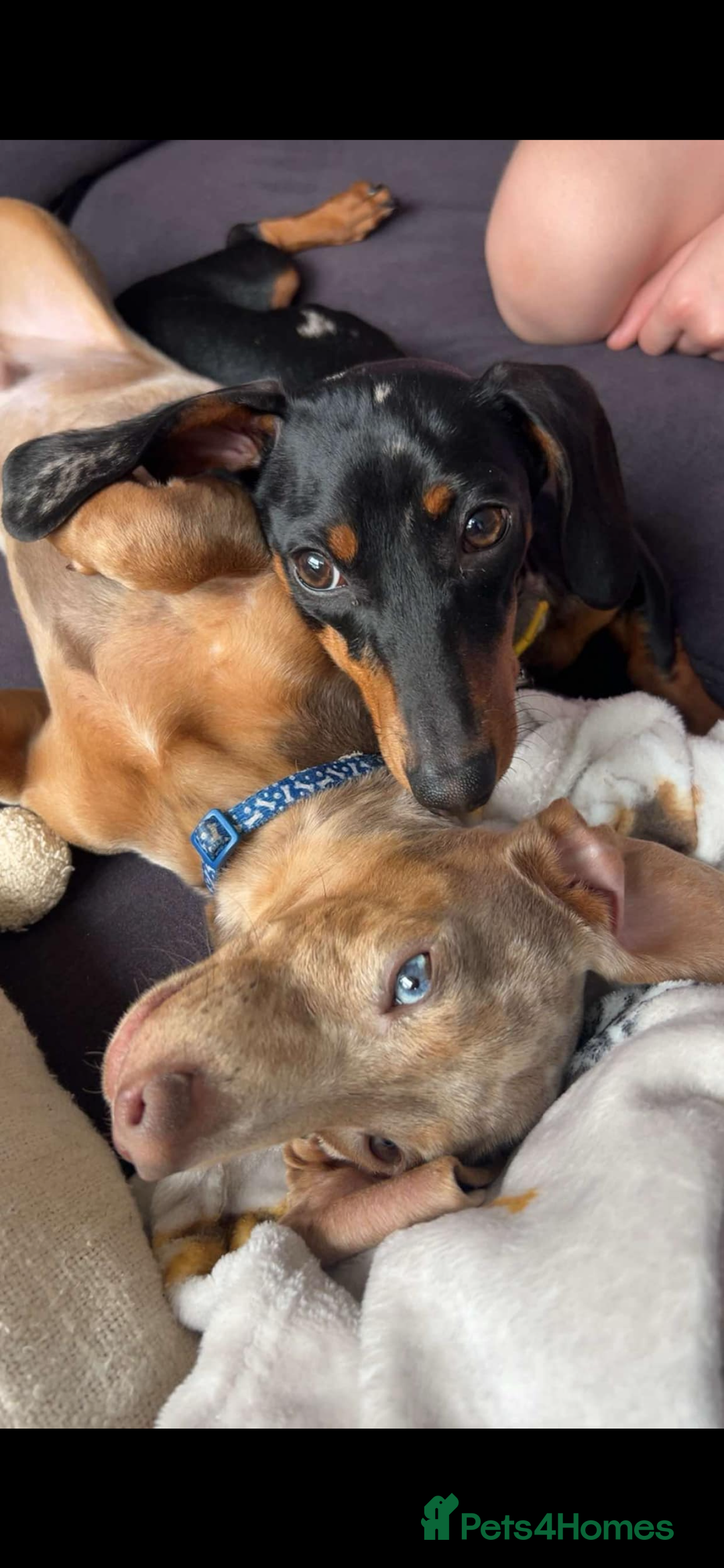 Miniature Dachshund dogs for sale: Beautiful miniature dachshunds  - Advert 2