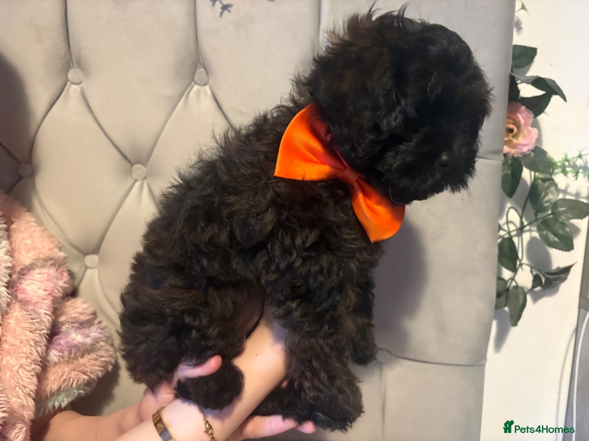 Shihpoo dogs **REDUCED** Last 2 girls ready to leave🧸🤎  - Advert 18