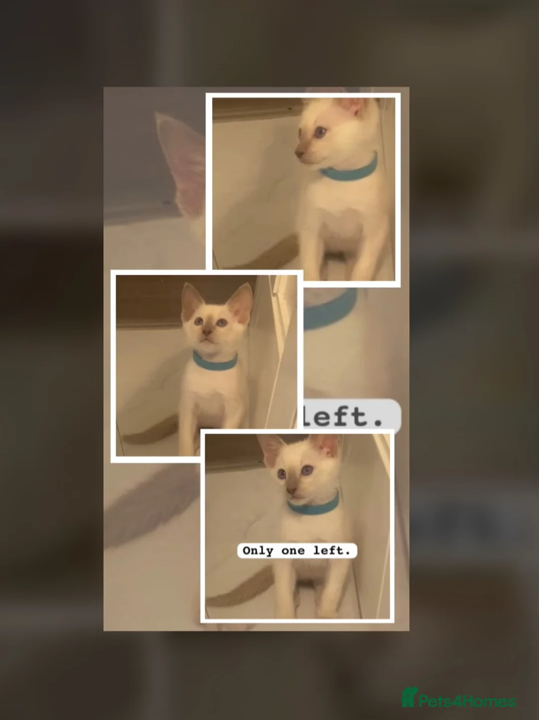 Siamese cats for sale: 1 boy left Full Siamese lilac point ready to go - Advert 1