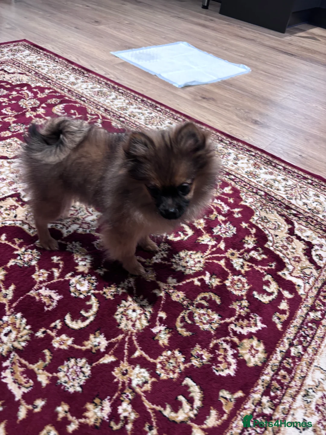 Pomeranian dogs for sale: 🐾 Stunning Male Pomeranian Puppy – £1,750 🐾 - Advert 21