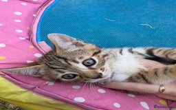 Bengal cats for sale: Beautiful litter of spotted Bengal kittens - Ready - Image 31