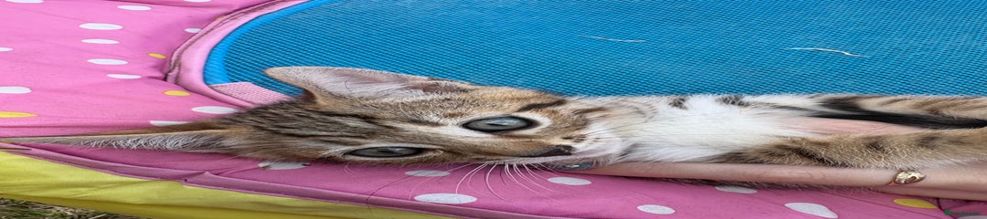 Bengal Kitten 4