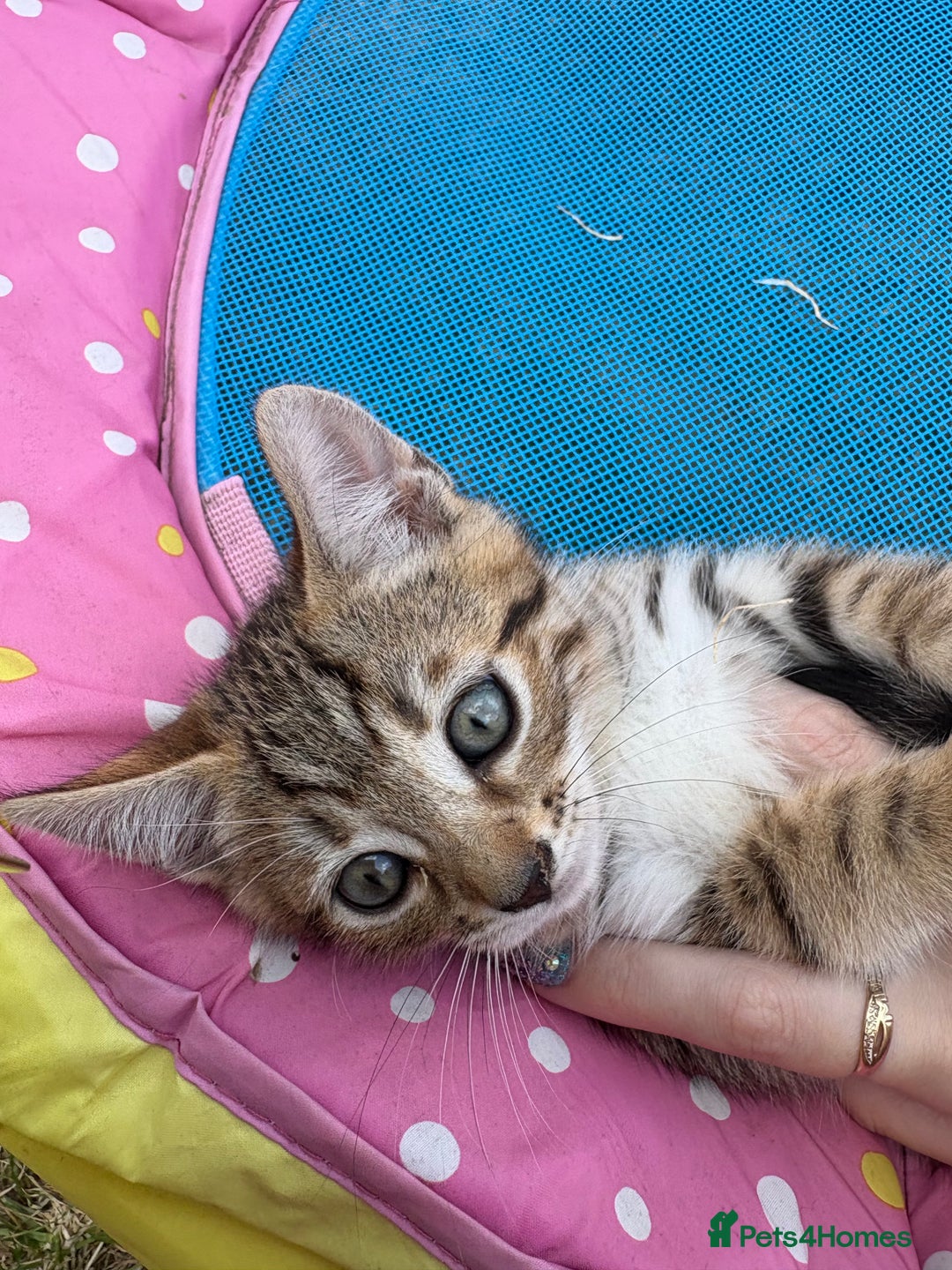 Bengal cats for sale: Beautiful litter of spotted Bengal kittens - Ready - Image 31