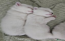 British Longhair cats for sale: snow white kittens - Image 7