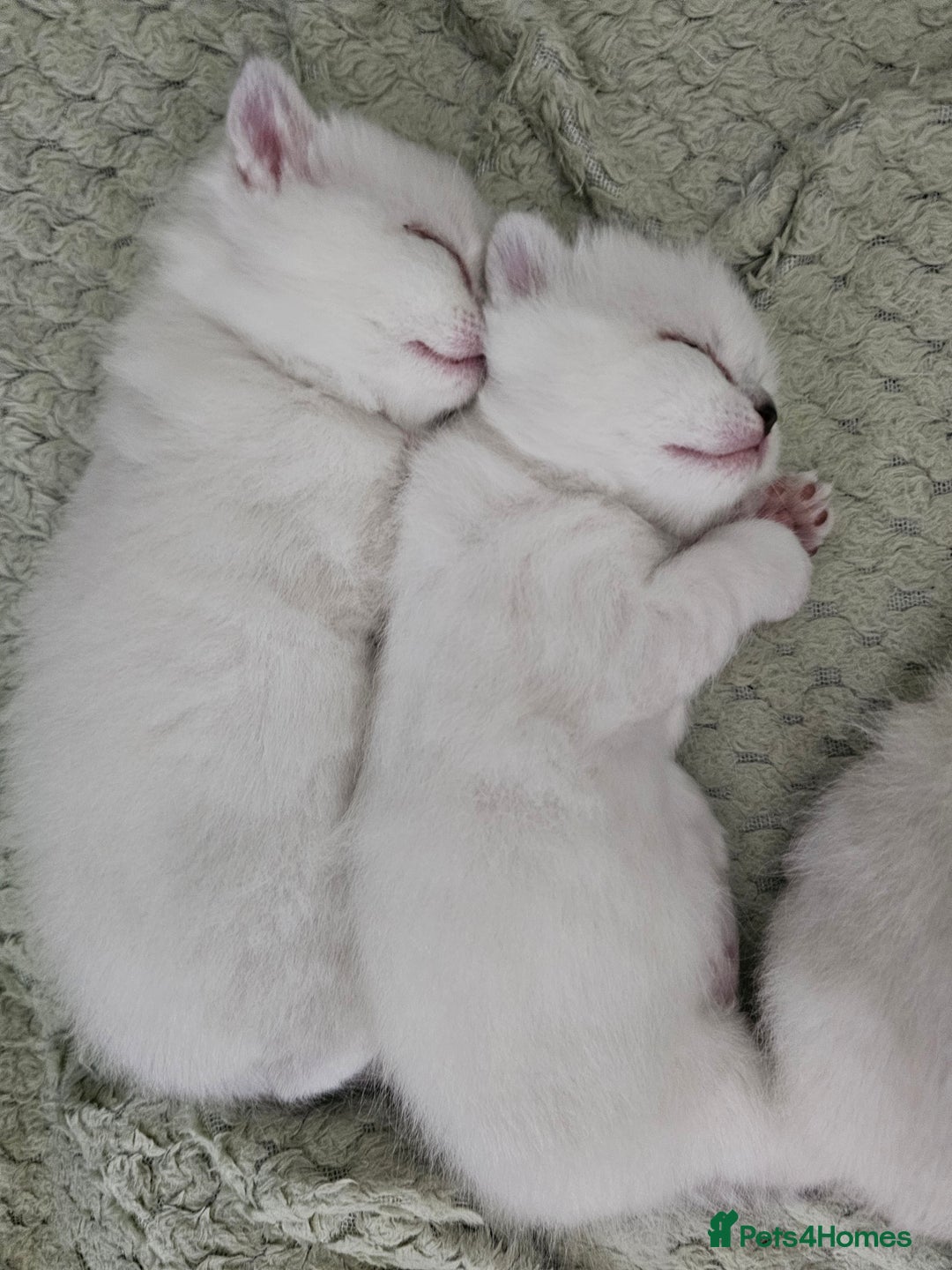 British Longhair cats for sale: snow white kittens - Image 7