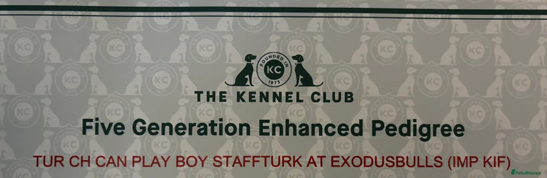 Staffordshire Bull Terrier dogs for stud: 📣  SIRE OF THE WORLD WINNER PUPPY DOG 2024 in Faversham - Advert 6