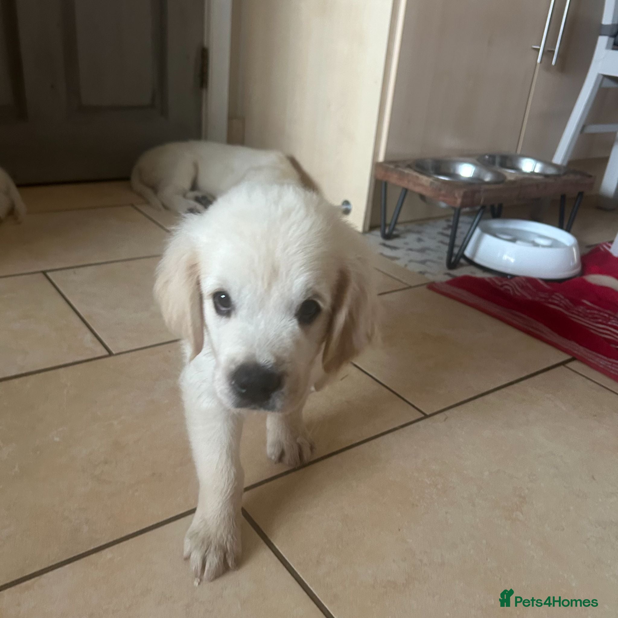 Golden Retriever dogs 1 Handsome Cream Golden Retriever Boy - Advert 4