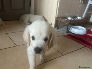 Golden Retriever dogs 1 Handsome Cream Golden Retriever Boy - Advert 4