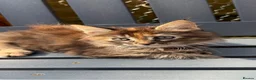 Maine Coon cats for sale: GCCF Fully Registered Maine Coon Kittens  - Advert 28