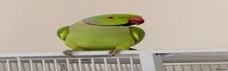 Parakeets birds for sale: Beautiful funny Indian Ringneck loves to sing, fly - Advert 9