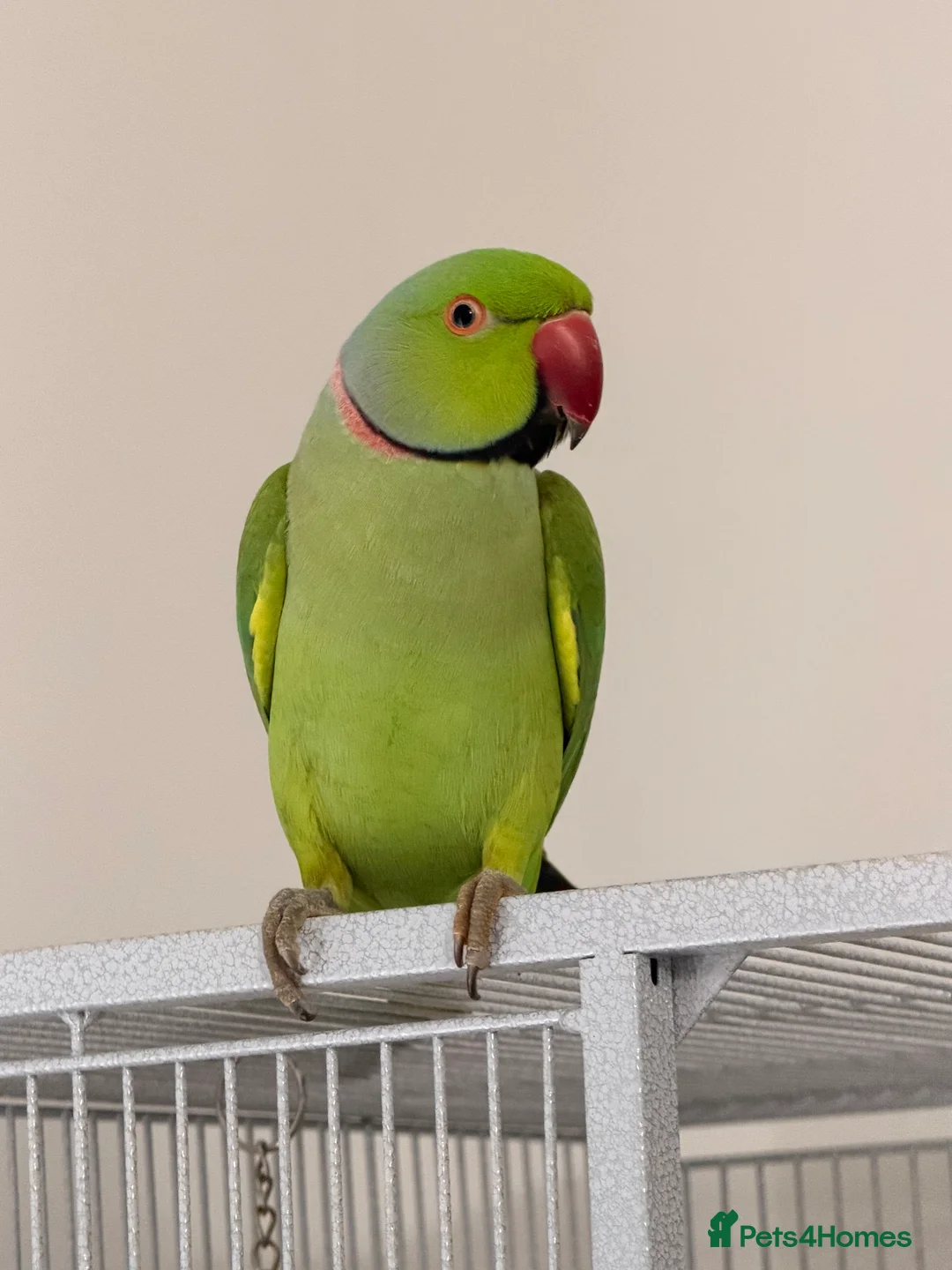 Parakeets birds for sale: Beautiful funny Indian Ringneck loves to sing, fly - Advert 9