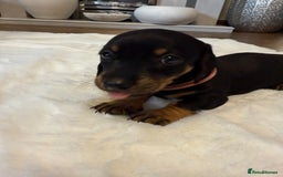 Dachshund dogs for sale: Dachshunds for sale   - Image 13