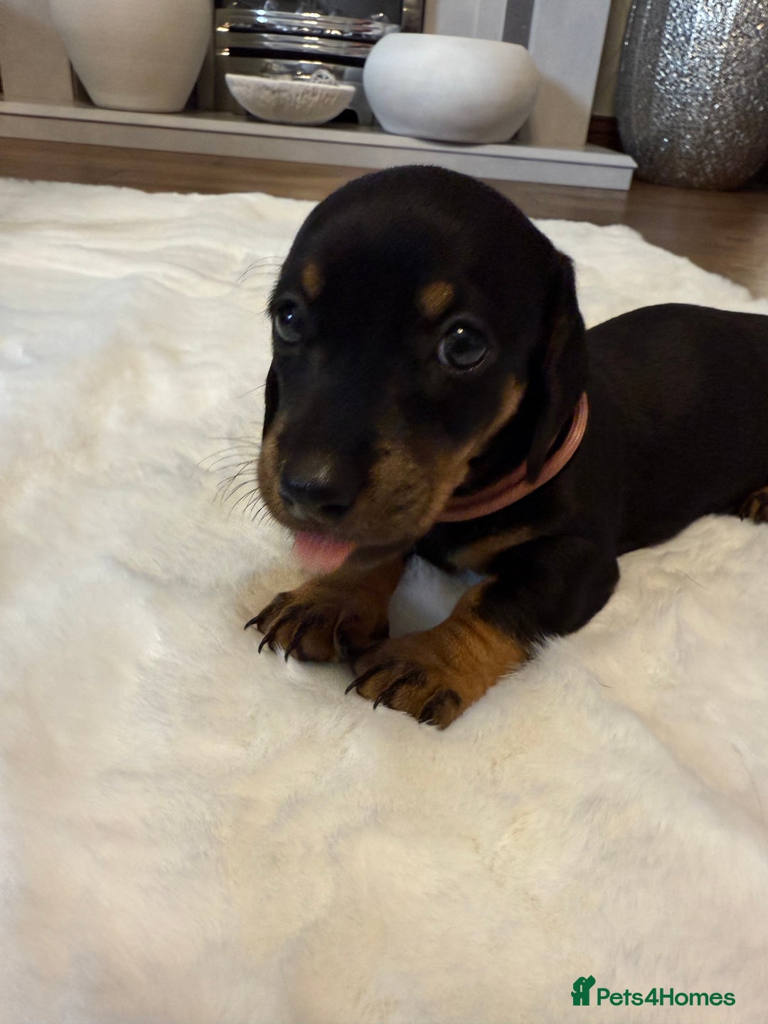 Dachshund dogs for sale: Dachshunds for sale   - Image 13