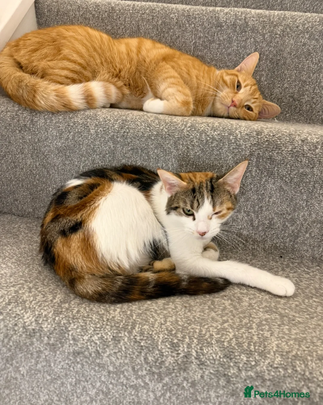 British Shorthair cats for sale: Two beautiful cats  - Advert 5