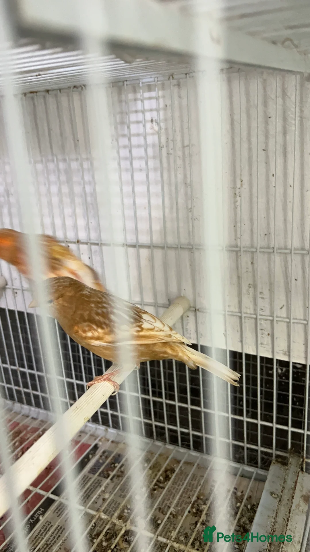 Canaries birds for sale: Canaries for sale  - Advert 2