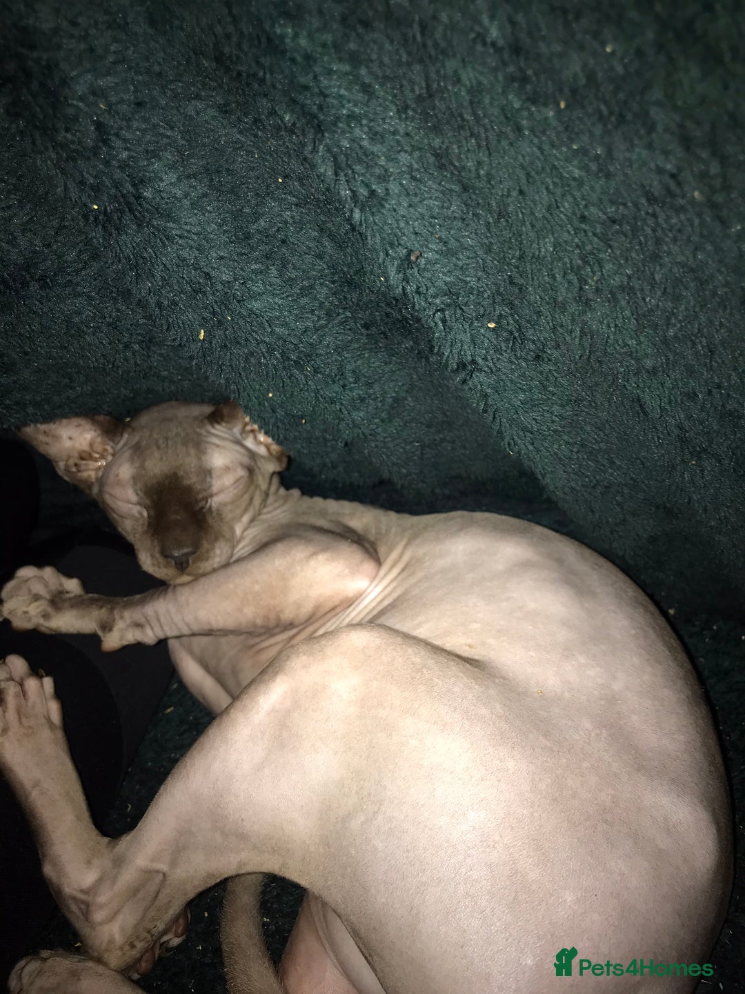 Sphynx cats for sale: Sweetest boy sphynx👑 - Image 3