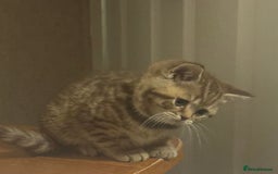 British Shorthair cats for sale: Amazing BSH kittens. READY TO GO!!! - Image 14