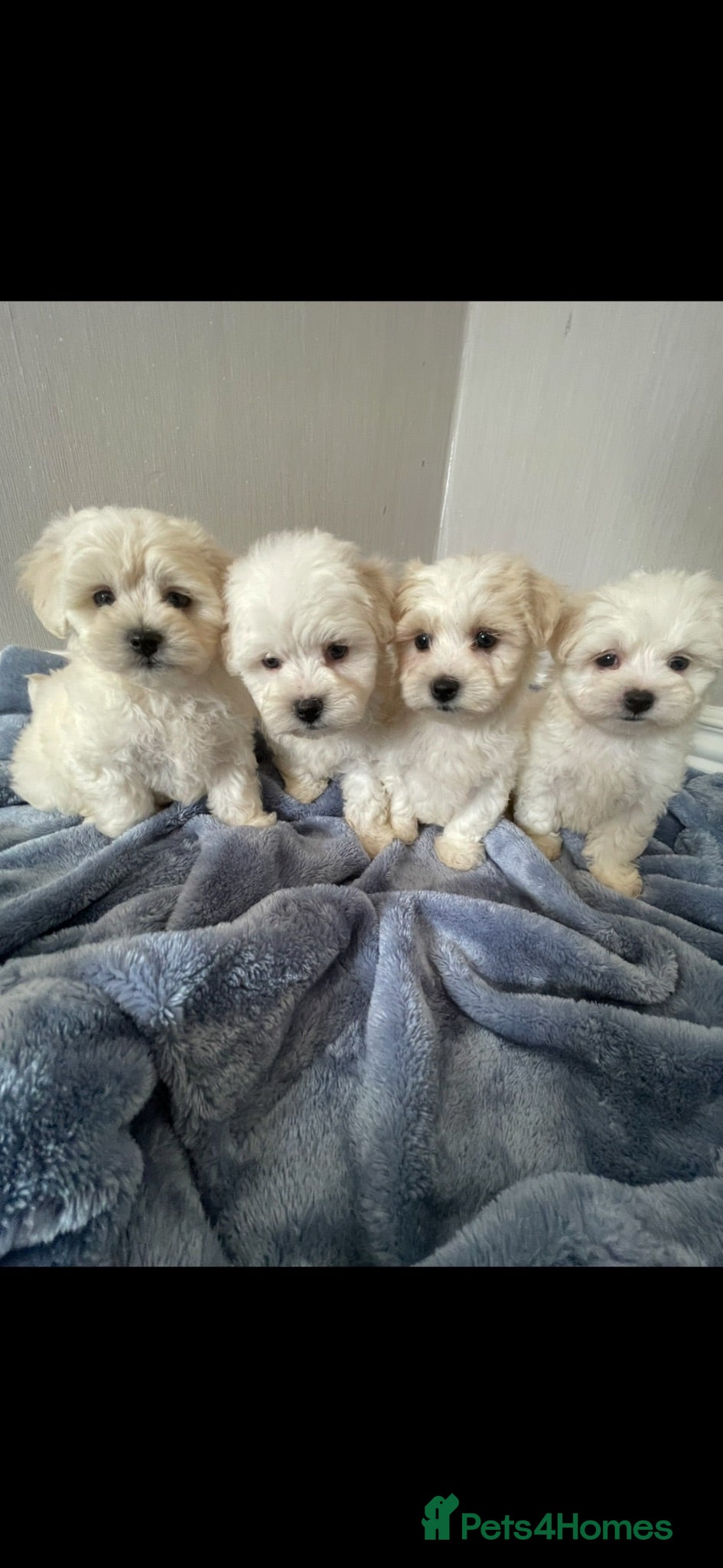 Maltipoo dogs 🐾 maltipoo puppy’s 🐾  - Advert 1
