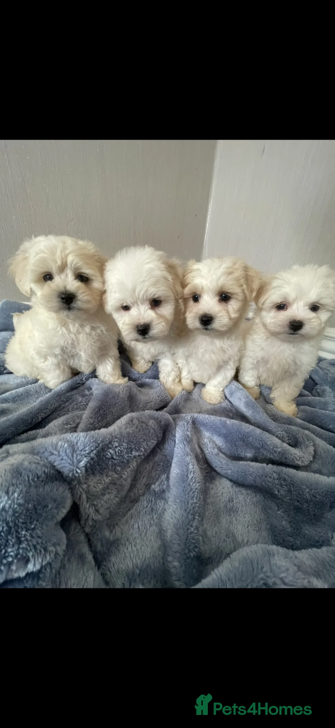 Maltipoo dogs for sale: 🐾 maltipoo puppy’s 🐾  - Advert 1